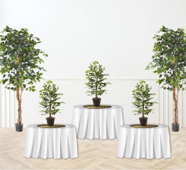 Ficus Tree Centerpiece Rental